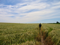 Looking upwards towards the B4176 from fields near The Beeches