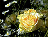 Yellow Spray Roses