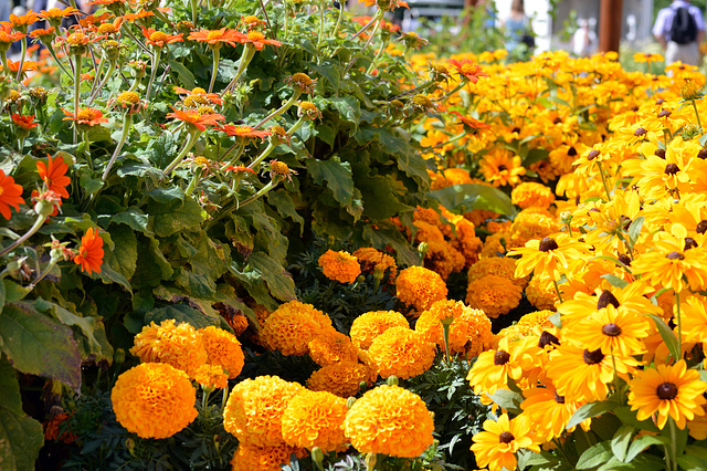 Blumenträume für Hobby-Gärtner