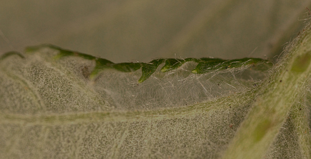 Pupae on a bramble