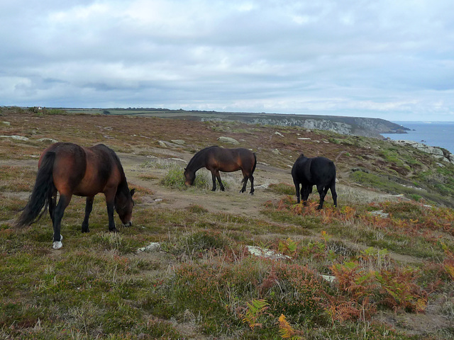 Ponies grazing at Cribba Head, Cornwall