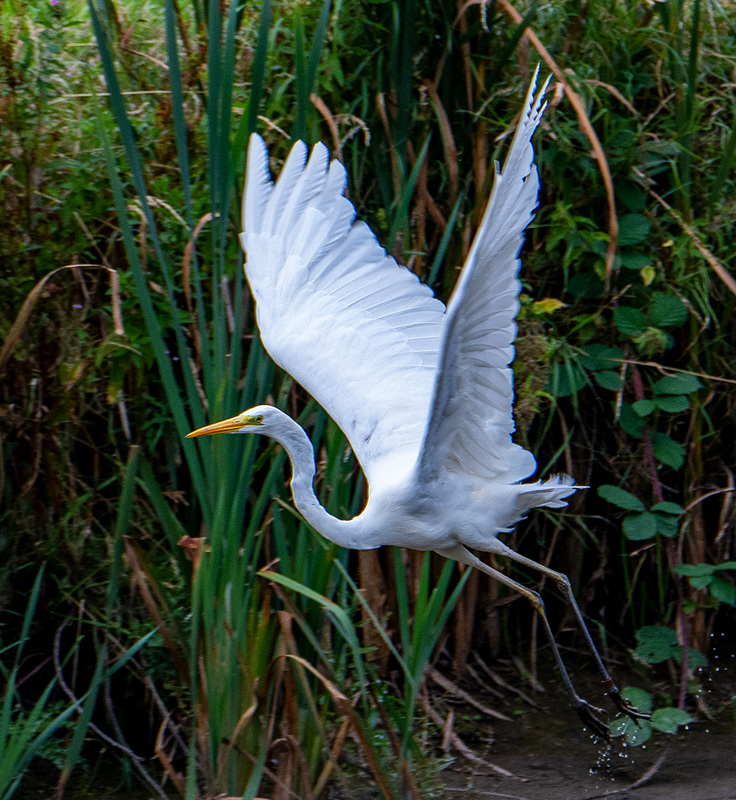 Great white egret in flight