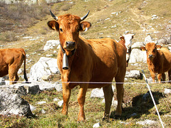 HFF from an electric fence and  Swiss  Mountain cows