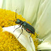 20210609 0786CPw [D~LIP] Spanische Fliege (Lytta vesicatoria), Wiesen-Margerite (Leucanthemum vulgare agg), Bad Salzuflen