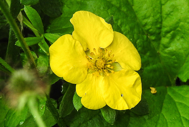 20210627 1154CPw [D~LIP] Fingerstrauch (Potentilla fruticosa), Bad Salzuflen