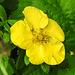 20210627 1154CPw [D~LIP] Fingerstrauch (Potentilla fruticosa), Bad Salzuflen