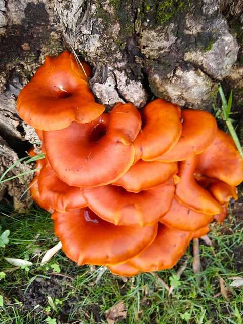 Mushrooms in my garden (too many this year) - (1)