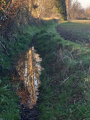 Reflets dans le chemin