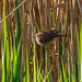 Reed warbler