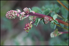 Sanguisorba minor  (4)