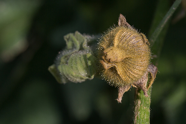 20150821 8586VRMw [D~RI] Frucht, Stockrose,  Rinteln