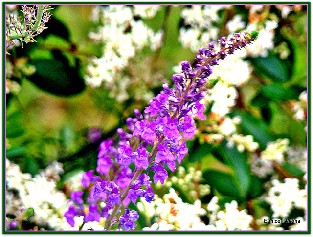 Linaria Purpurea