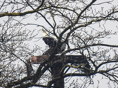 20170409 0414CPw [D~PB] Weißstorch (Ciconia ciconia), Steinhorster Becken, Delbrück