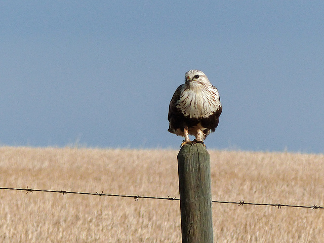 Rough-legged Hawk