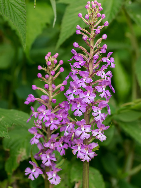 Platanthera psycodes (Small Purple Fringed orchid)