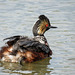 Eared Grebe with baby