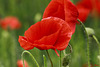 Coquelicots