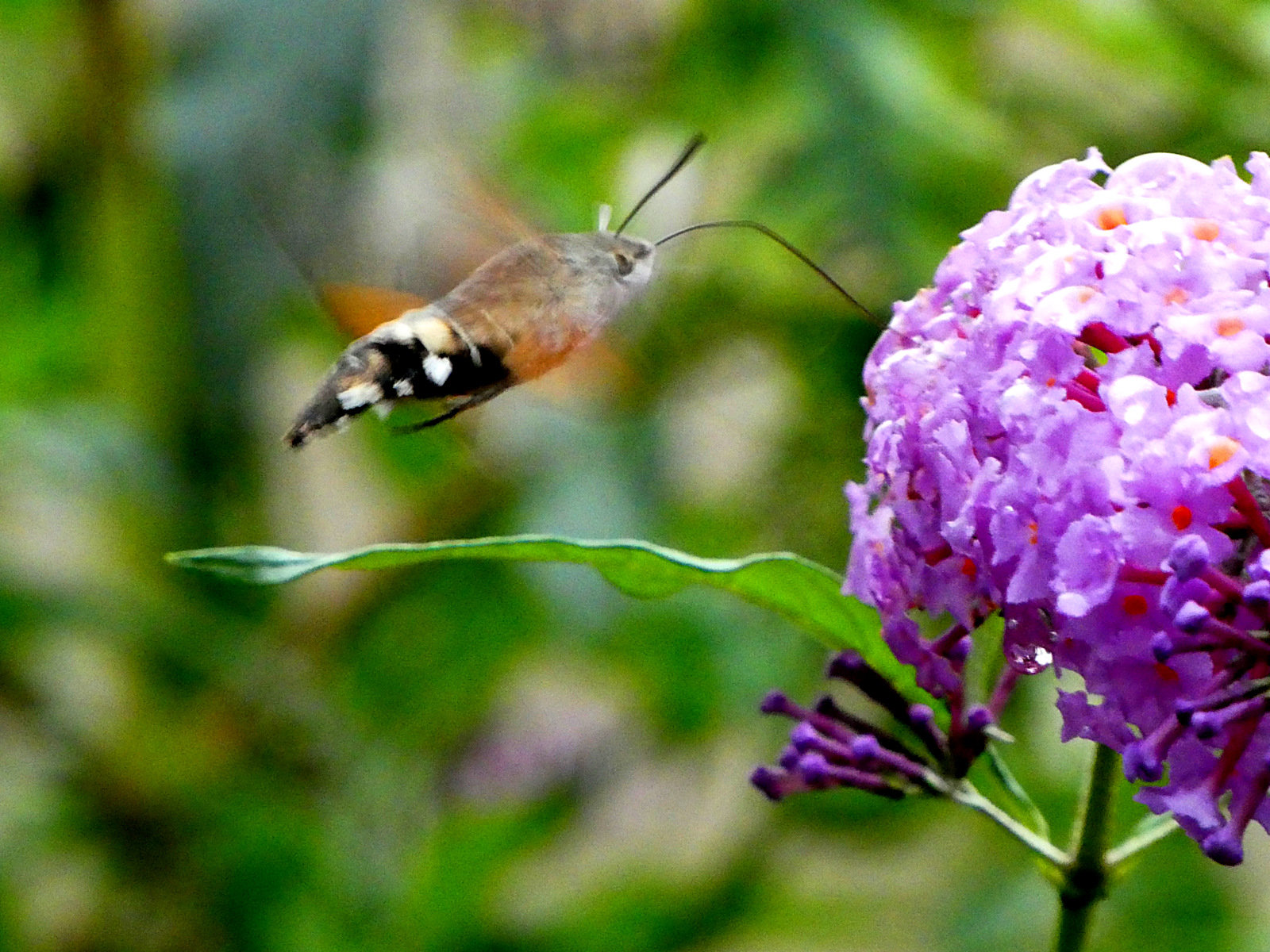 Hummingbird moth