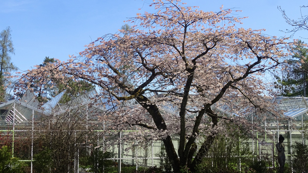 ... under the cherry tree