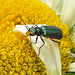 20210609 0787CPw [D~LIP] Spanische Fliege (Lytta vesicatoria), Wiesen-Margerite (Leucanthemum vulgare agg), Bad Salzuflen