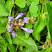 20210627 1155CPw [D~LIP] Gemeine Braunelle (Prunella vulgaris), Bad Salzuflen