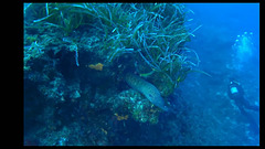 18b-Reqqa point, speckled moray(2)