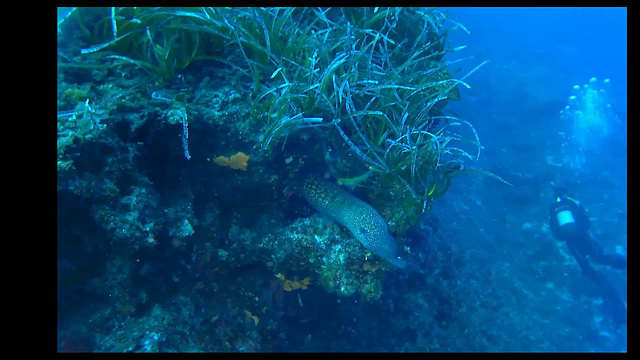 18b-Reqqa point, speckled moray(2)