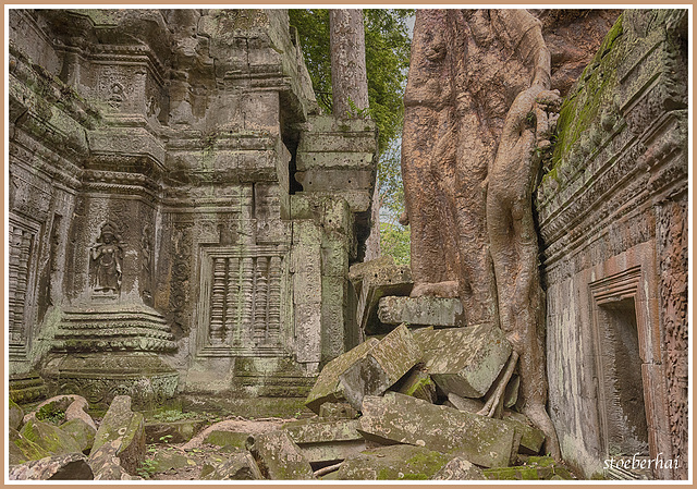 Ta Prohm Temple (4)