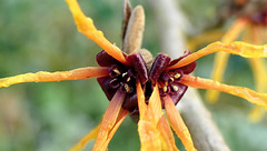 L'Hamamelis