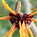 L'Hamamelis