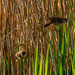 Reed warblers