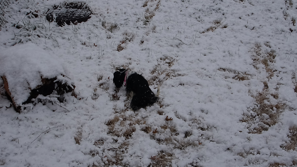 Abby investigating the snow!