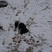 Abby investigating the snow!