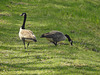 20170409 0415CPw [D~PB] Kanadagans (Branta canadensis), Steinhorster Becken, Delbrück