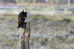 Pandion haliaetus, Águia-pesqueira, Azeda (Sapal)