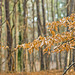 Oak Leaves, January