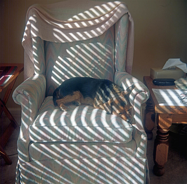 Brody in Morning Light