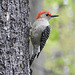 Red-bellied Woodpecker