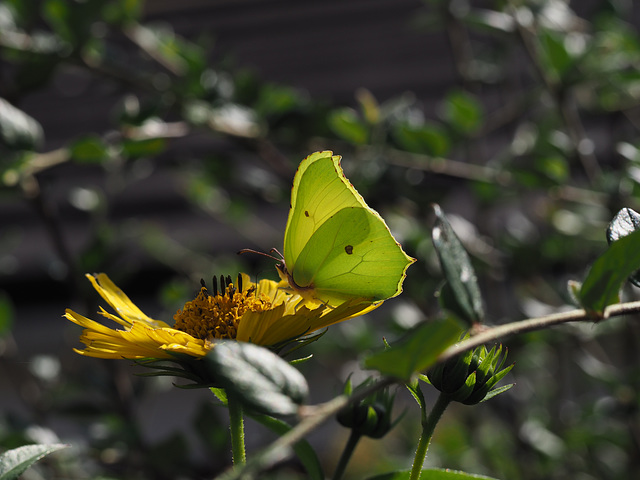 Yellow Brimstone Butterfly