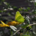 Yellow Brimstone Butterfly