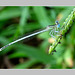 Agrion