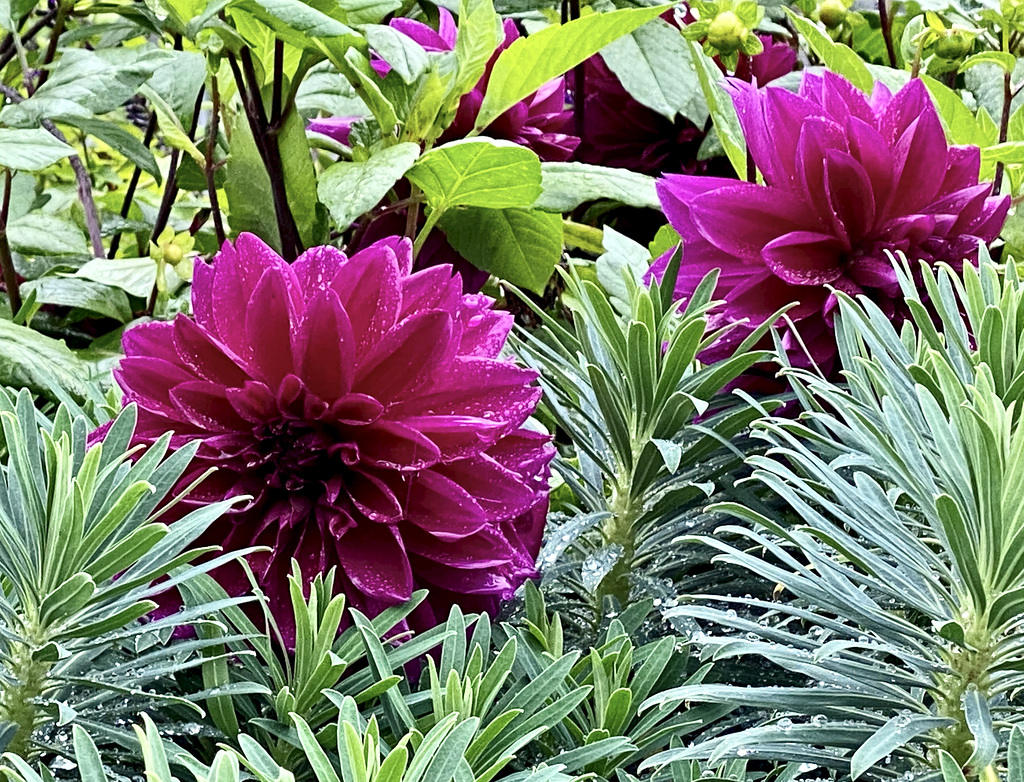 Dahlien