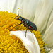 20210609 0789CPw [D~LIP] Spanische Fliege (Lytta vesicatoria), Wiesen-Margerite (Leucanthemum vulgare agg), Bad Salzuflen