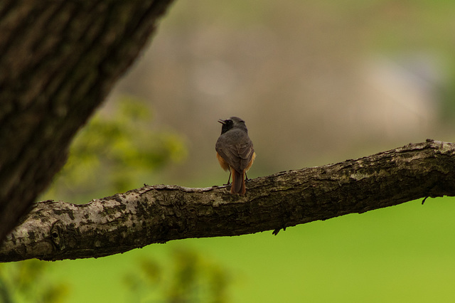 Redstart