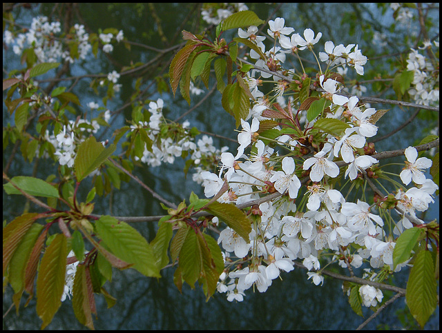 wild cherry blossom