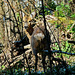 Reh im Wald   (Capreolus capreolus)