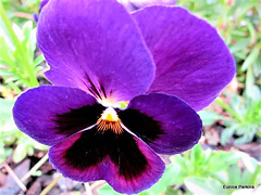Purple Pansy.