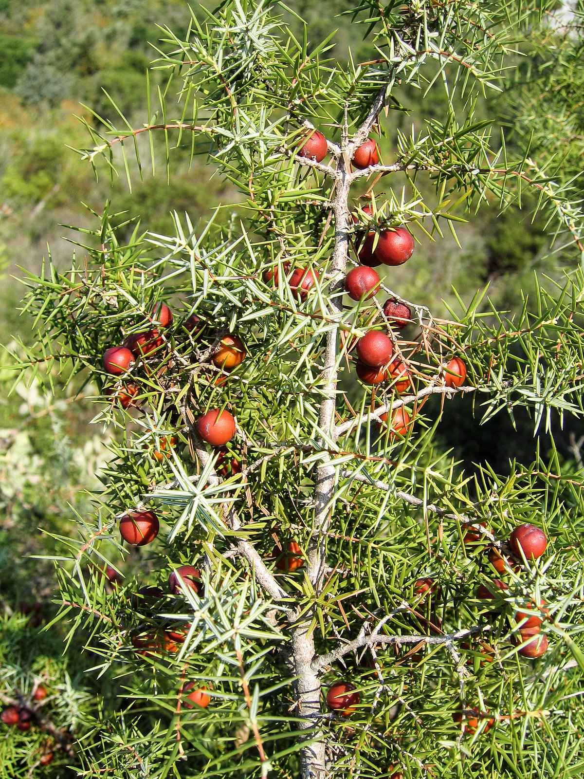 Juniperus oxycedrus - 2004-10-01--Ix500-IMG_0943