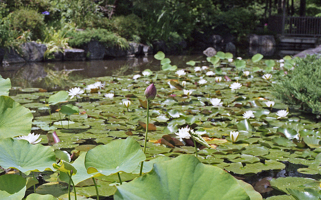 Lotus pond