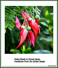 Kaka Beak.